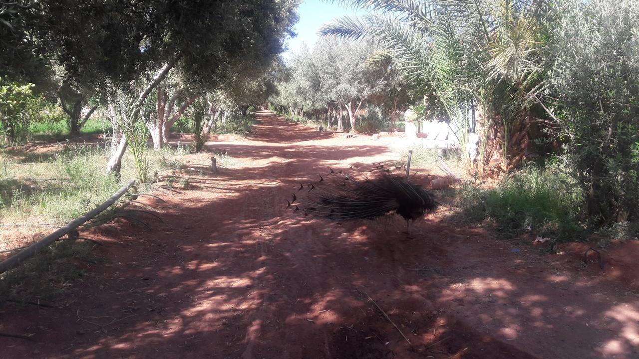 Dar Alfourssane Ferme D'Hote Ouarzazate Exterior foto