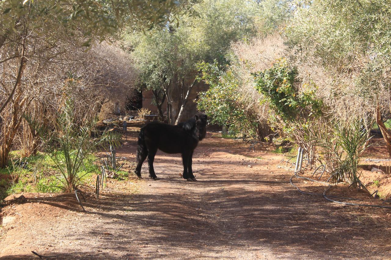 Dar Alfourssane Ferme D'Hote Ouarzazate Exterior foto